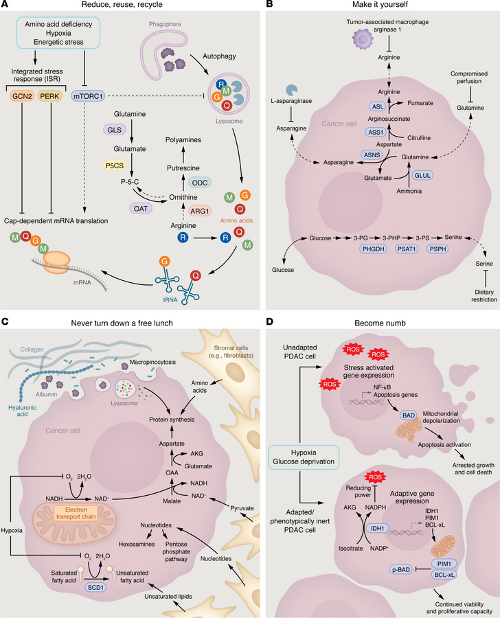 PDAC adaptations to tumor nutrient stress.
(A) Reduce, reuse, recycle. N...