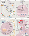 PDAC adaptations to tumor nutrient stress.