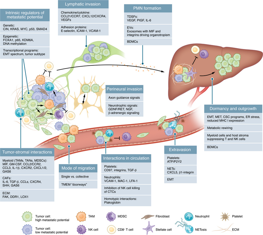 Tumor cell–intrinsic and –extrinsic regulation of the metastatic cascade...