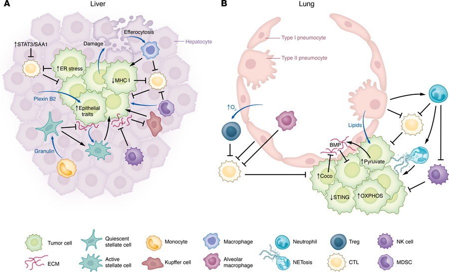Site-specific tumor-stroma interactions regulating metastatic outgrowth....
