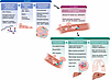 Stage-specific therapeutic vulnerabilities in metastasis.