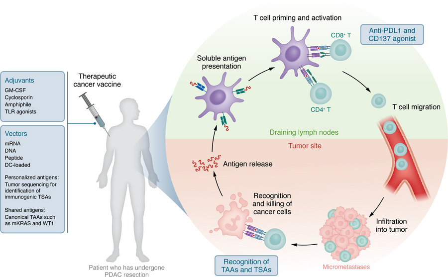 Mechanism of vaccine-induced cancer-specific immune response.
The adjuva...