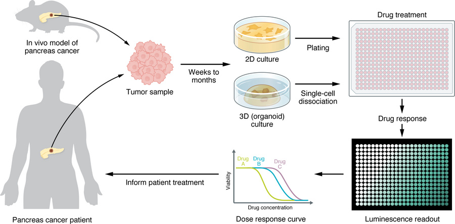 Drug testing pipeline for human- or mouse-derived in vitro models.
3D or...