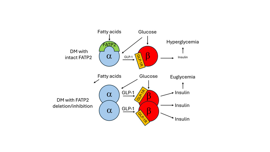 graphical abstract