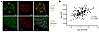 FATP2 expression localizes to pancreatic α cells in human islets.