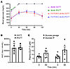 Blood glucose and plasma GLP-1 concentrations following OGTTs and IPGTTs.