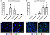 FATP2 and GLP-1 localization in the intestines.