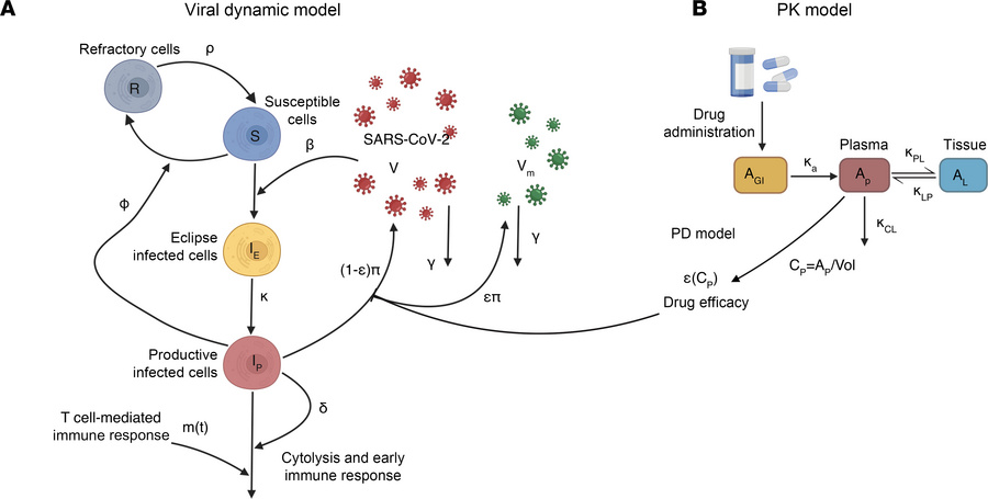 Schematic of the viral dynamic model and molnupiravir PKPD model.
(A) In...