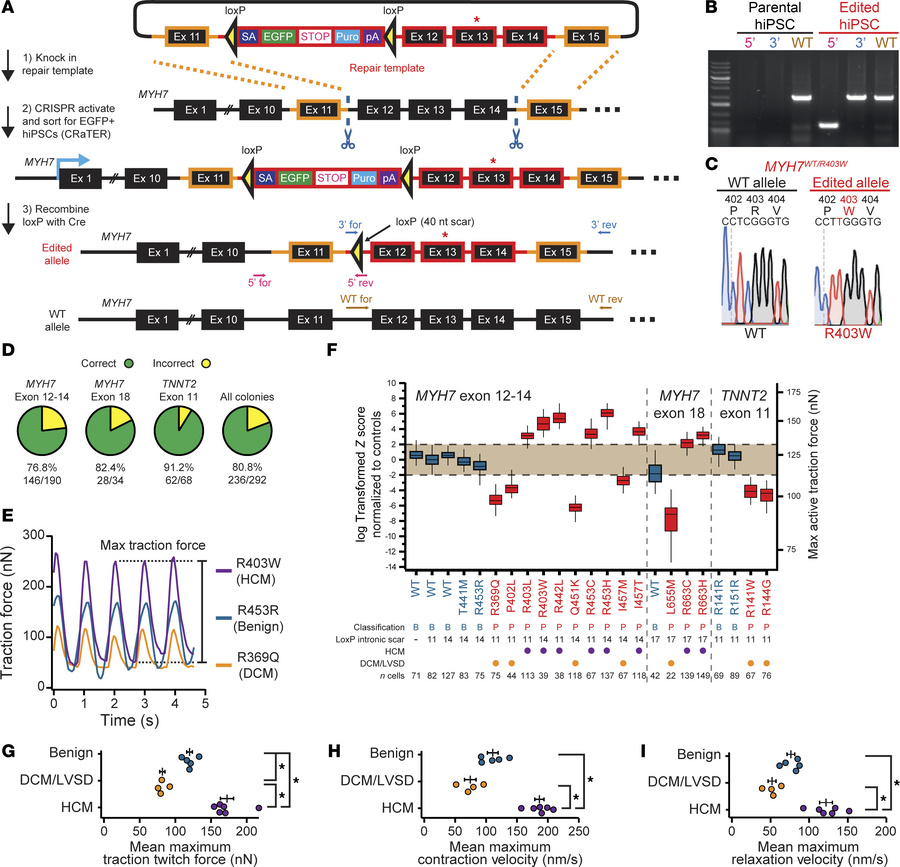 CRaTER-flox efficiently gene edits variants nearly scarlessly into hiPSC...