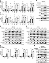 HHEX promotes the TNF-α–induced inflammatory response in human IECs.