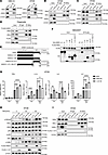 HHEX interacts with IKK complex to activate the NF-κB pathway via its N-ter