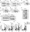 IKKα phosphorylates HHEX at S213 to stabilize the HHEX protein by disruptin