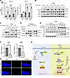 HHEX positively modulates noncanonical NF-κB signaling in IECs.