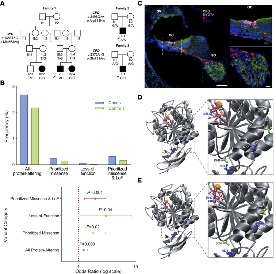 Pedigrees, CPD variant enrichment in HL population, protein localization...