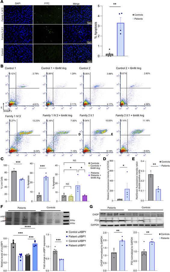 Analysis of apoptosis and mechanistic pathways in patient-derived fibrob...