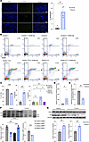 Analysis of apoptosis and mechanistic pathways in patient-derived fibroblas