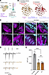 Loss of silver results in impaired morphology and function of Johnston’s or