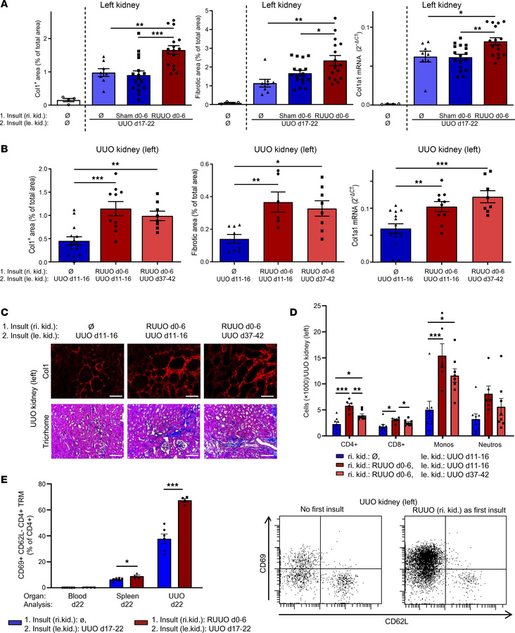 Evidence for long-lasting fibrosis-memory in mice with renal fibrosis.
(...