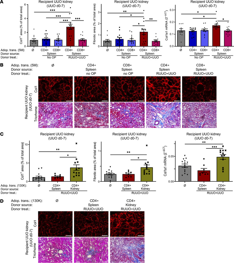 Fibrosis-memory can be adoptively transferred by splenic and renal CD4+ ...