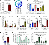 Fibrosis-memory leads to clonal expansion of CD4+ T cells in the kidney and