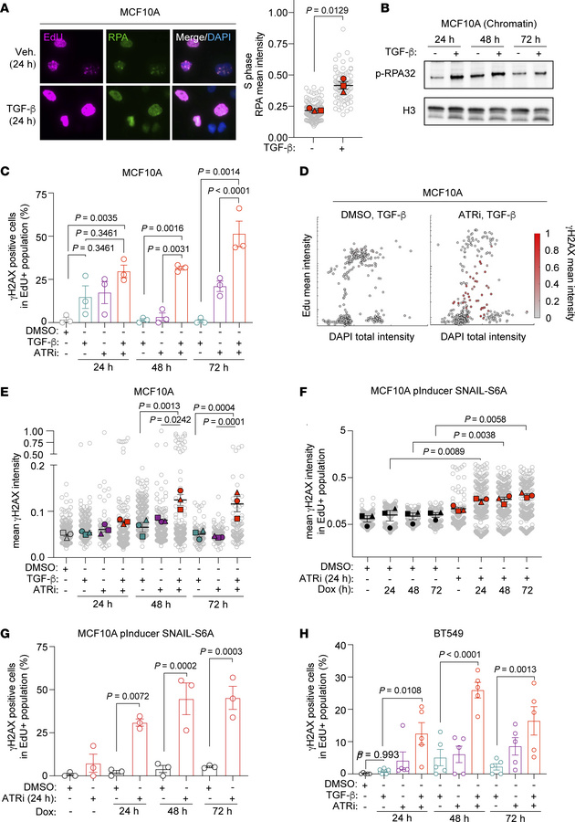 EMT is associated with DNA replication stress and DNA damage.
(A) Repres...