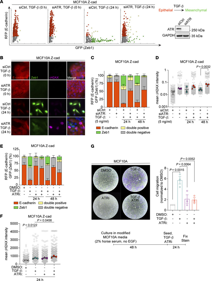 ATR is required for efficient EMT.
(A) Scatterplot of immunofluorescence...