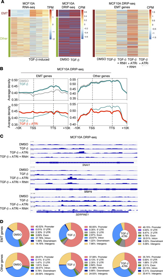 ATR suppresses R-loops at a group of EMT genes.
(A) Heatmap showing TGF-...