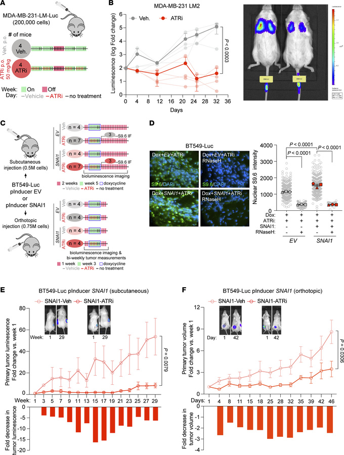 ATR inhibition during EMT in vivo impedes tumor growth and metastasis.
(...