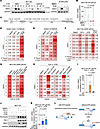 ATR enables SNAI1 expression during EMT.