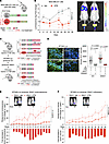 ATR inhibition during EMT in vivo impedes tumor growth and metastasis.
