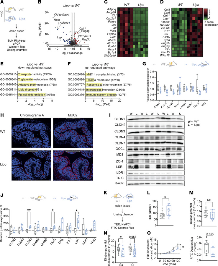 Lipodystrophic mice display normal mucus production and have increased e...