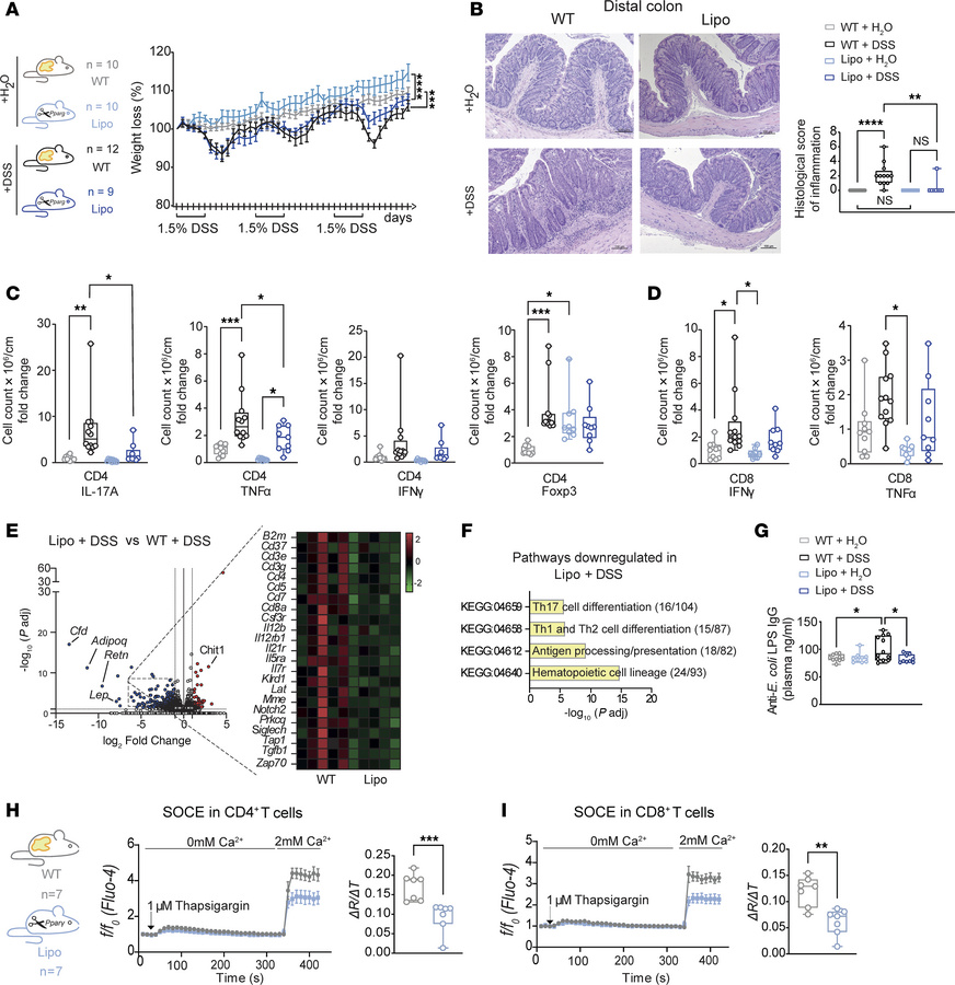 Lipodystrophic mice are protected from DSS-induced colitis.
(A) Experime...