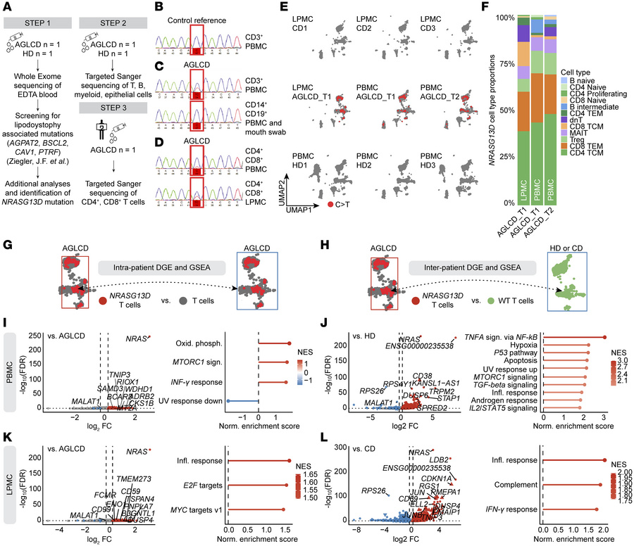Detection of a somatic NRAS G13D mutation in T cells of the patient with...