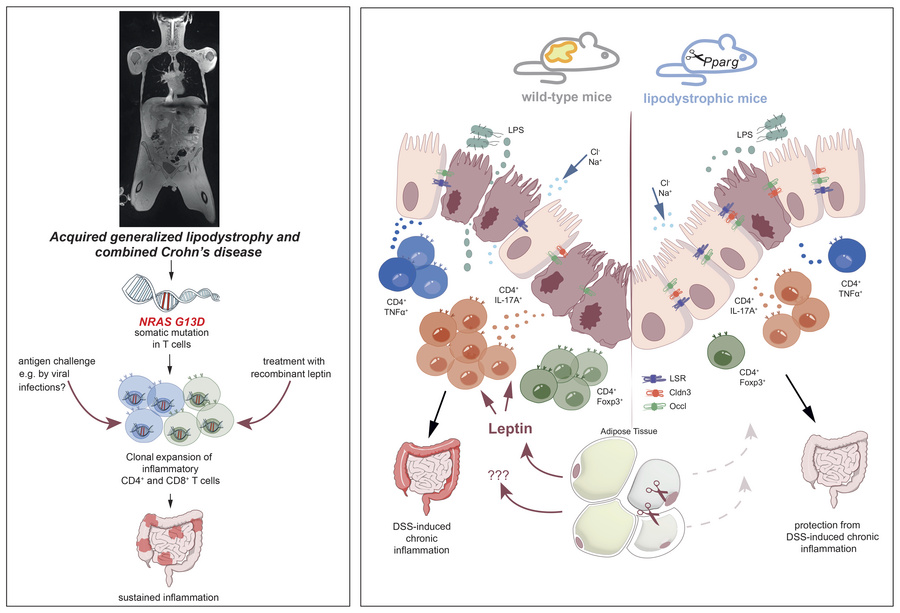 graphical abstract