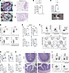 Lipodystrophic Ppargfl/fl Adipoq-Cre mice mimic the hepatic phenotype of th