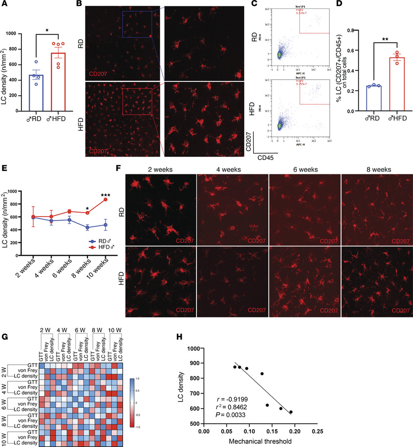 Increased LC density in HFD male mice.
(A and B) Quantification of LC de...