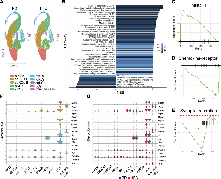 GSEA of LC cluster.
(A) UMAP plots of the scRNA-seq of the 2 diet condit...