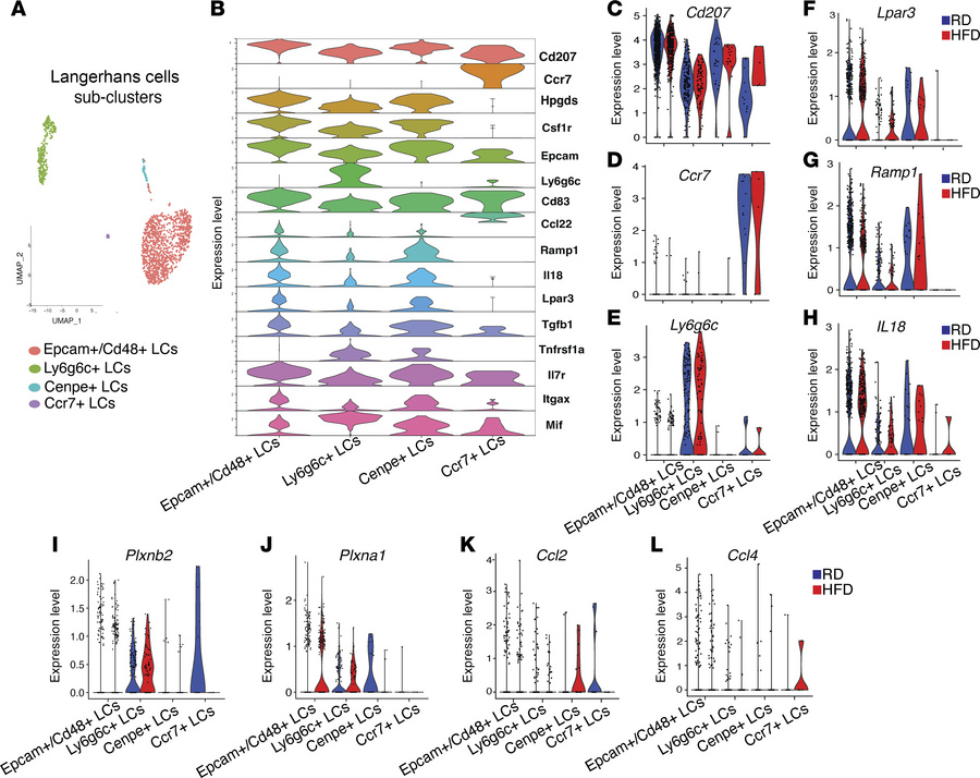 LC subclustering analysis and gene expression profiles.
(A) UMAP plots o...