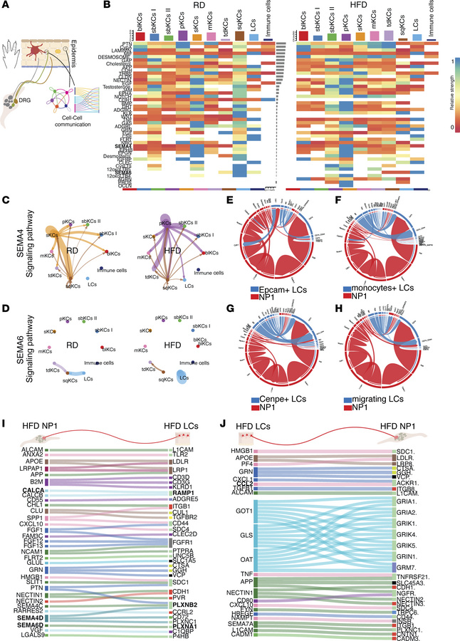 Cell-cell communication between LCs and DRG sensory neurons.
(A) Schemat...