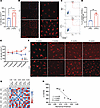 Increased LC density in HFD male mice.