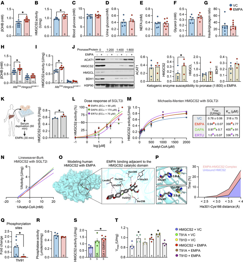 SGLT2i as allosteric activators of HMGCS2.
(A–G) βOHB levels, HMGCS2 act...