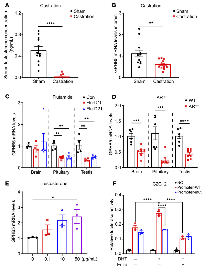 Testosterone regulated the production of GPHB5.
The testosterone levels ...