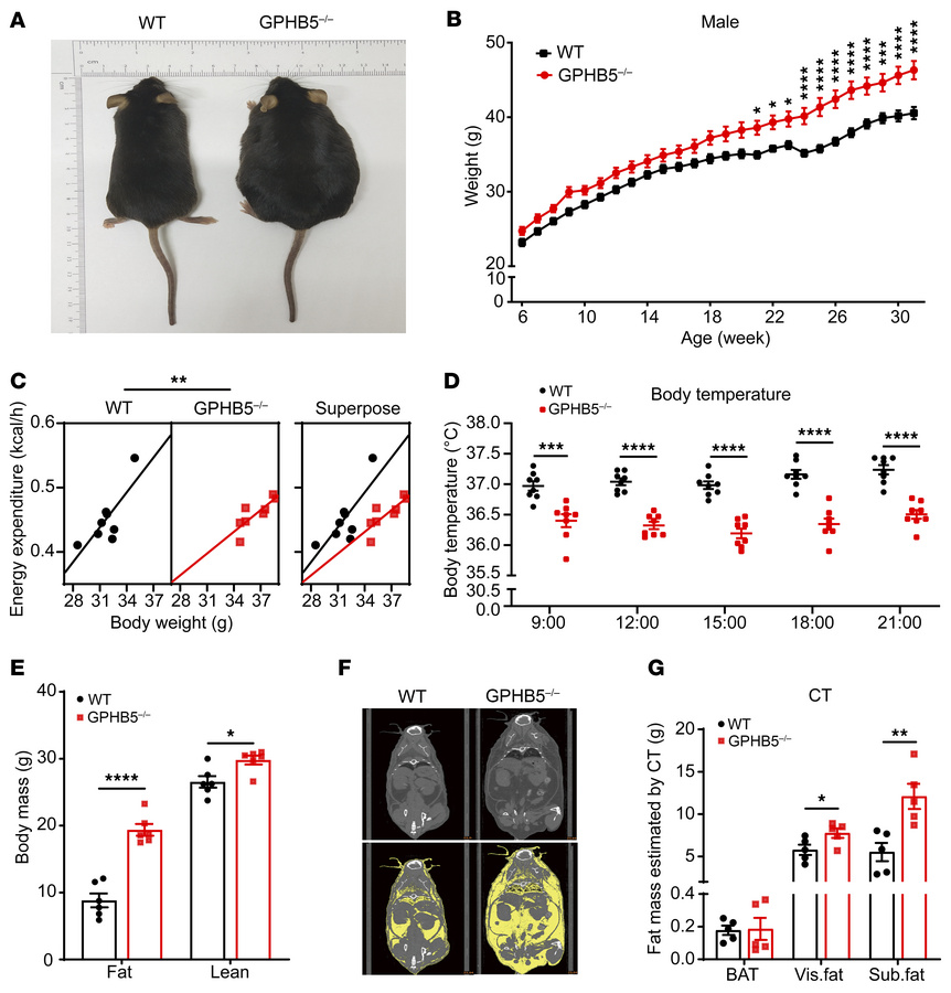 Lack of GPHB5 expression led to obesity in mice.
(A) Pictures of male WT...