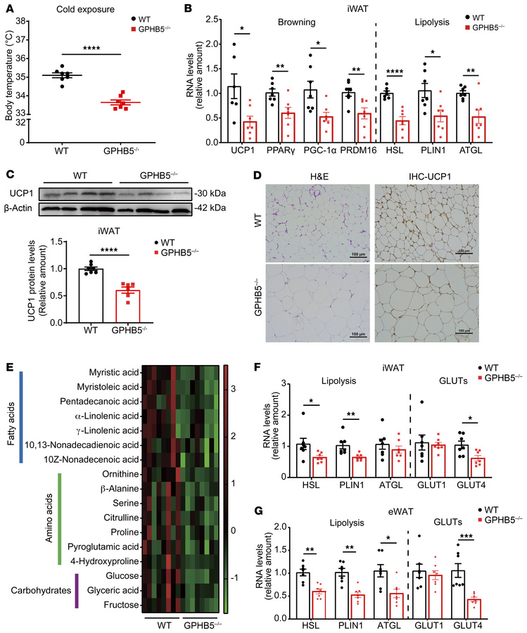 Mice lacking GPHB5 had decreased body temperature, browning, and fat met...