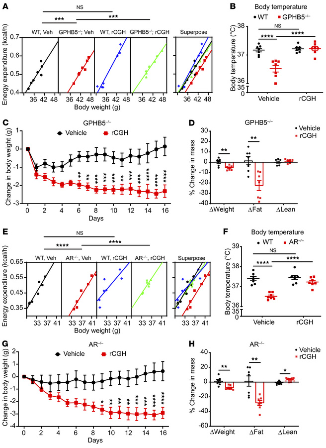 rCGH reversed the phenotypes of GPHB5–/– and AR–/– mice.
Energy expendit...