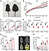 Lack of GPHB5 expression led to obesity in mice.