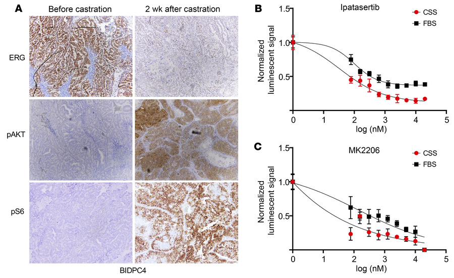 Androgen deprivation increases AKT activity and dependence in T:E fusion...