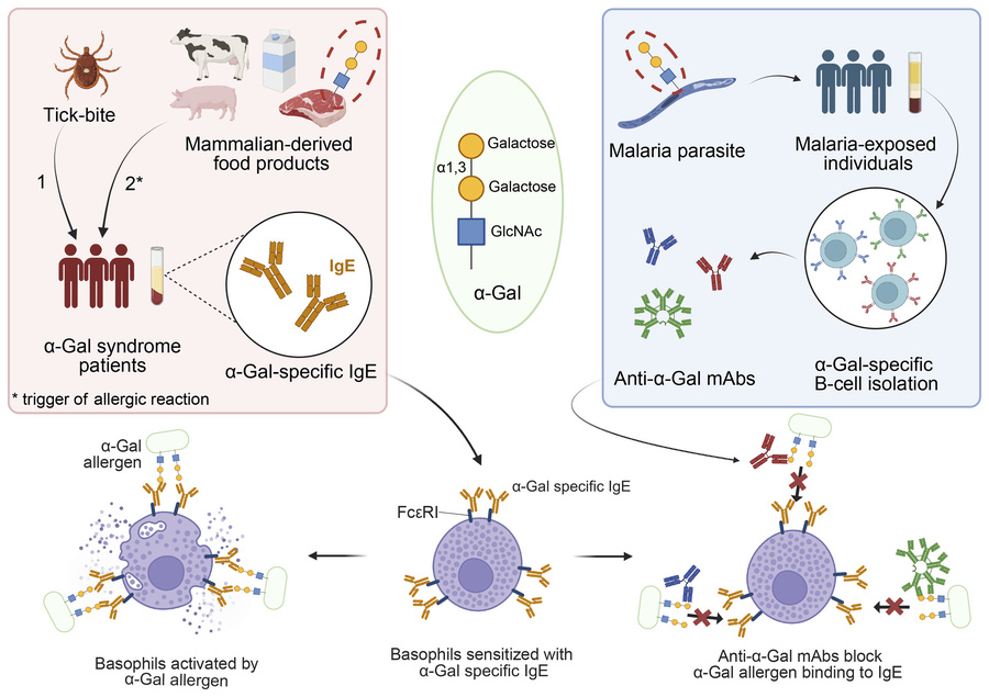 graphical abstract