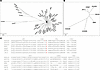 Comparison of VH sequences of α-Gal–specific mAbs derived from malaria-expo