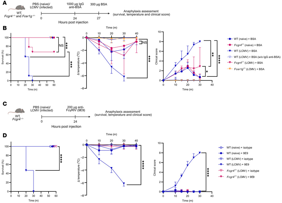 Passive systemic anaphylaxis demonstrates FcγRIV-dependent exacerbation ...